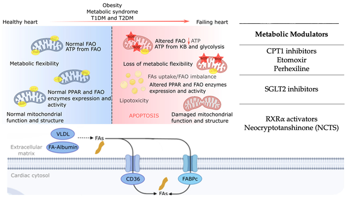 2024 Metabolism in HF Review